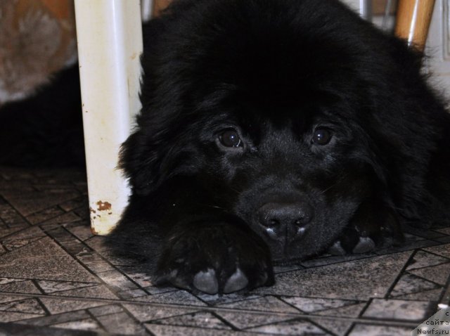 Фото: ньюфаундленд Sazha s Berega Dona (Сажа с Берега Дона)