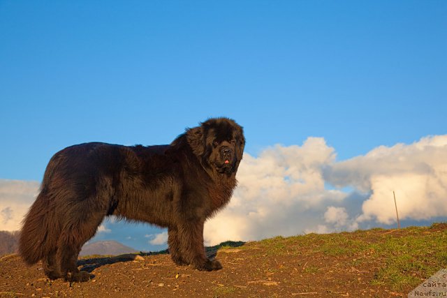 Фотография № 57239