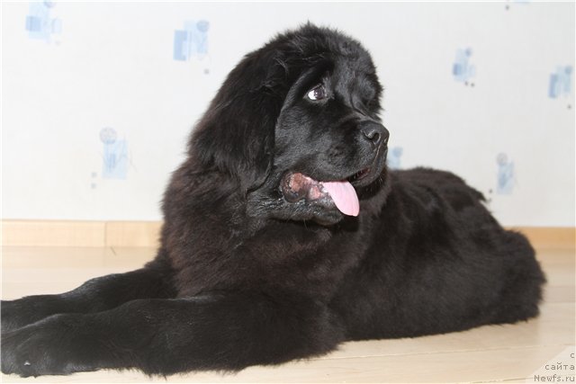 Фото: ньюфаундленд Rozmarin Lyubimec Publiki (Розмарин Любимец Публики)