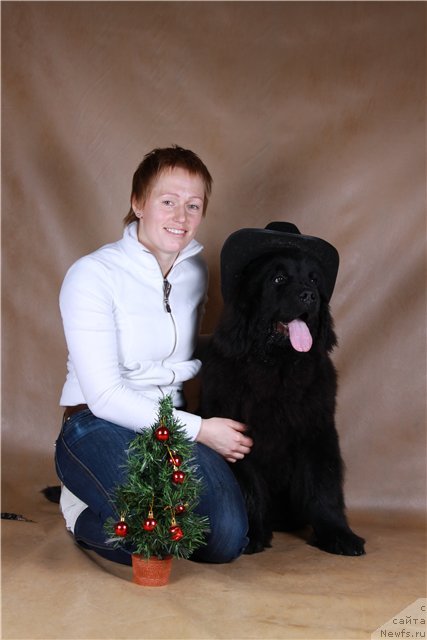 Фото: ньюфаундленд Rozmarin Lyubimec Publiki (Розмарин Любимец Публики), Natal'ya YAryigina (Наталья Ярыгина)