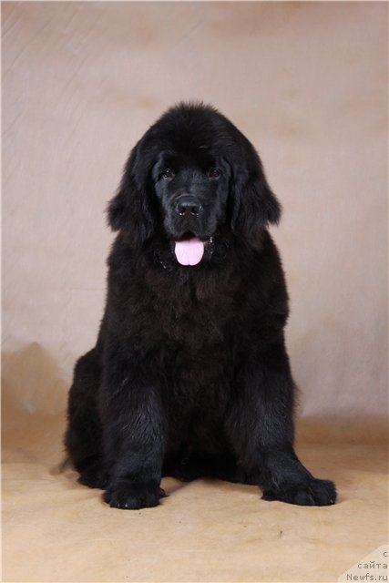 Фото: ньюфаундленд Rozmarin Lyubimec Publiki (Розмарин Любимец Публики)