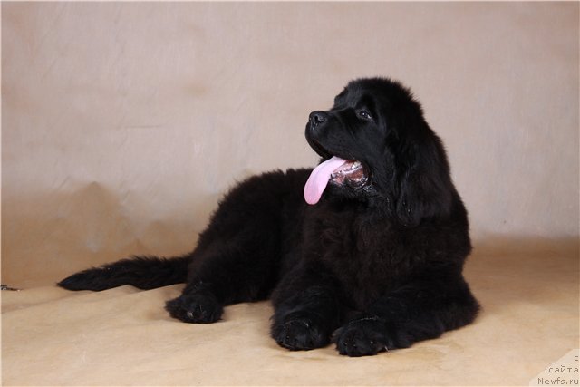 Фото: ньюфаундленд Rozmarin Lyubimec Publiki (Розмарин Любимец Публики)