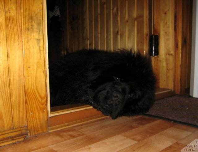 Фото: ньюфаундленд Pitern'yuf CHupa-CHups (Питерньюф Чупа-Чупс)