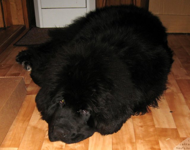 Фото: ньюфаундленд Pitern'yuf CHupa-CHups (Питерньюф Чупа-Чупс)