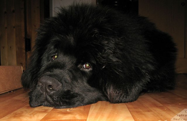 Фото: ньюфаундленд Pitern'yuf CHupa-CHups (Питерньюф Чупа-Чупс)