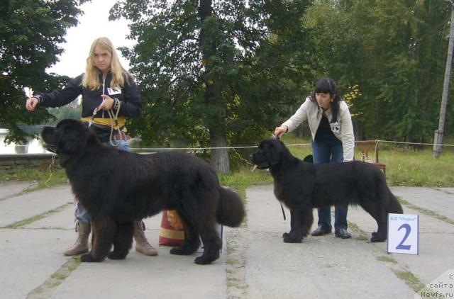 Фото: ньюфаундленд O Black Diamond Little Bear (О Блек Диамонд Литтл Беар), ньюфаундленд Veneciya iz Carstva Medvedey v Obush SHed (Венеция из Царства Медведей в Обуш Шед)