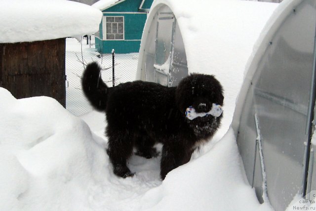 Фото: ньюфаундленд Pitern'yuf CHupa-CHups (Питерньюф Чупа-Чупс)