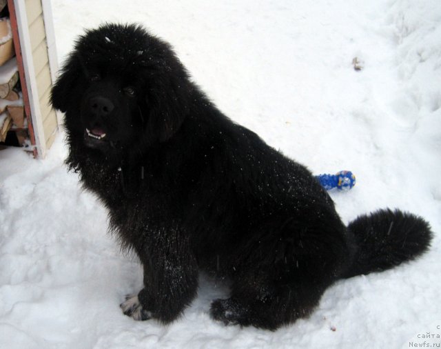 Фото: ньюфаундленд Pitern'yuf CHupa-CHups (Питерньюф Чупа-Чупс)