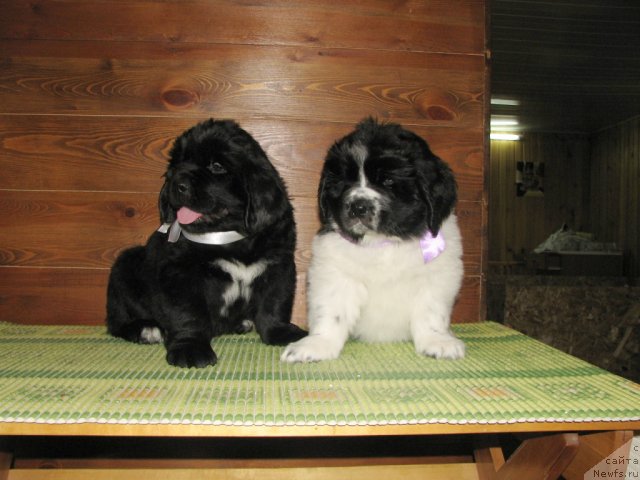 Фото: ньюфаундленд Kara Ayular Almaznaya Princessa (Кара Аюлар Алмазная Принцесса)