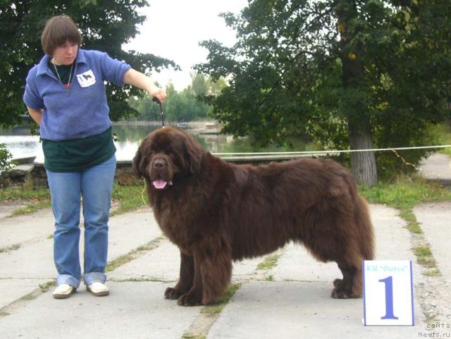 Фото: ньюфаундленд Newf Mermaid Denver, Nataliya Snigireva (Наталия Снигирева)