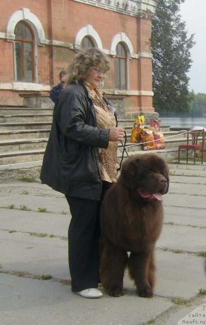 Фото: ньюфаундленд Super Premium Brabus (Супер Премиум Брабус)