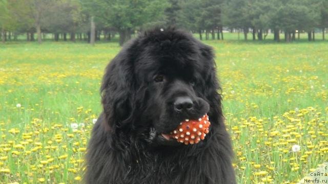 Фото: ньюфаундленд Bonifatstso (Бонифаццо)