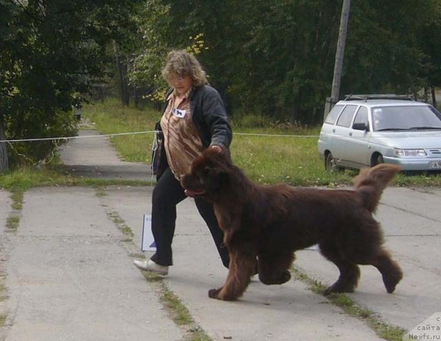 Фото: ньюфаундленд Super Premium Brabus (Супер Премиум Брабус)