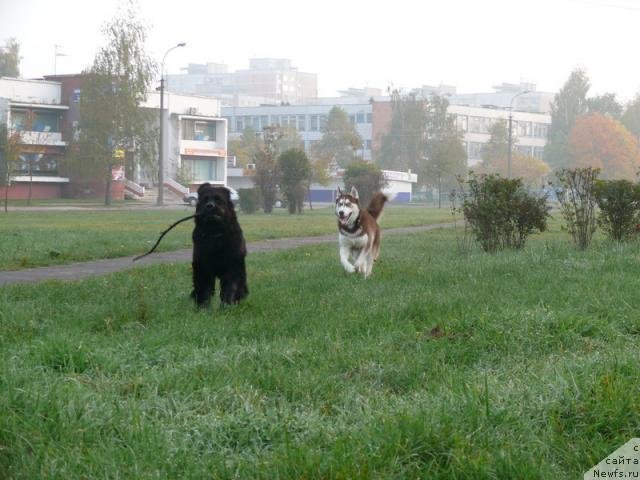 Фото: ньюфаундленд Drim Ledi (Дрим Леди)