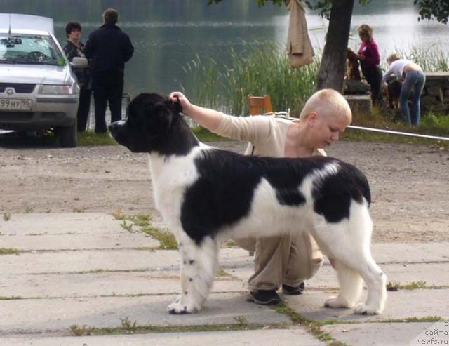 Фото: ньюфаундленд Mag Ispolin Infanta (Маг Исполин Инфанта)