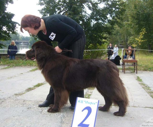 Фото: ньюфаундленд Super Premium Bekki ot Mishel' (Супер Премиум Бекки от Мишель)