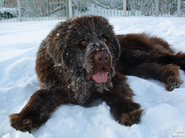 Фото: ньюфаундленд CHernyiy SHarm Amber Best Dog FO Marleon (Черный Шарм Амбер Бест Дог ФО Марлеон)