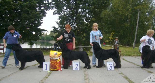 Фото: ньюфаундленд Super Bizon Antaliya (Супер Бизон Анталия), ньюфаундленд Aquatoriya Kelvin Geroinya Romana (Акватория Келвин Героиня Романа), ньюфаундленд Akvatoriya Kelvin Golubaya Laguna (Акватория Келвин Голубая Лагуна), ньюфаундленд N'yumast Sofiya dlya Madam Gabo (Ньюмаст София для Мадам Габо)