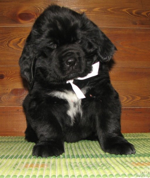 Фото: ньюфаундленд Kara Ayular Almaznaya Princessa (Кара Аюлар Алмазная Принцесса)