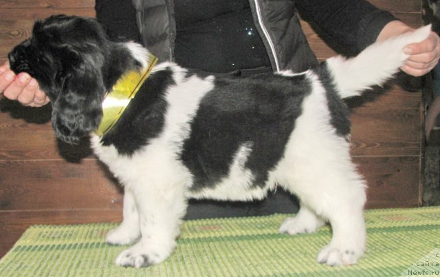 Фото: Kara Aular Arctic  White Arnold