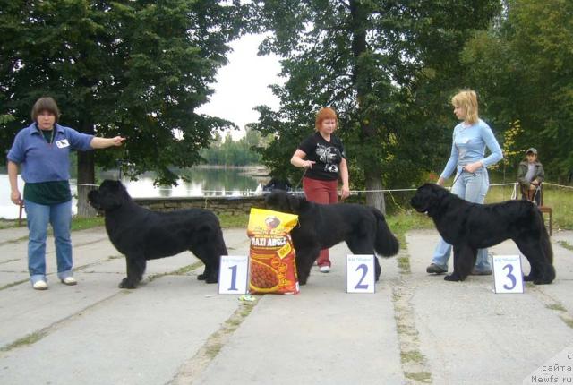 Фото: ньюфаундленд Super Bizon Antaliya (Супер Бизон Анталия), ньюфаундленд Aquatoriya Kelvin Geroinya Romana (Акватория Келвин Героиня Романа), ньюфаундленд Akvatoriya Kelvin Golubaya Laguna (Акватория Келвин Голубая Лагуна)