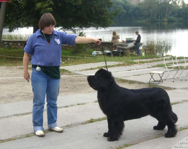 Фото: ньюфаундленд Super Bizon Antaliya (Супер Бизон Анталия), Nataliya Snigireva (Наталия Снигирева)