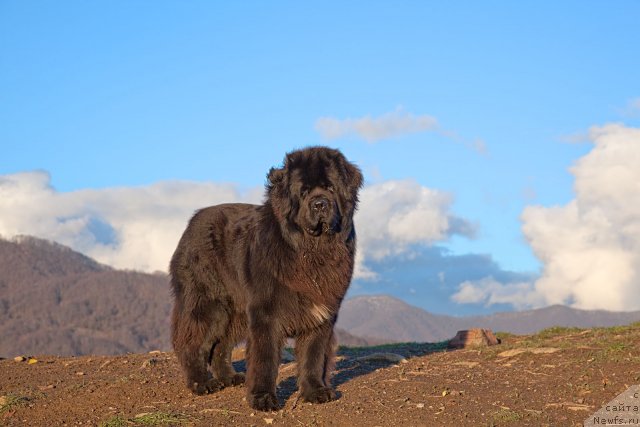 Фото: ньюфаундленд Potap Fidel' (Потап Фидель)