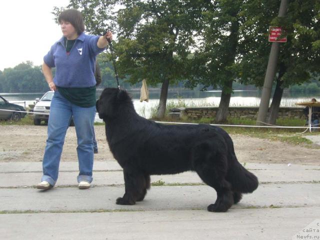 Фото: ньюфаундленд Super Bizon Antaliya (Супер Бизон Анталия), Nataliya Snigireva (Наталия Снигирева)
