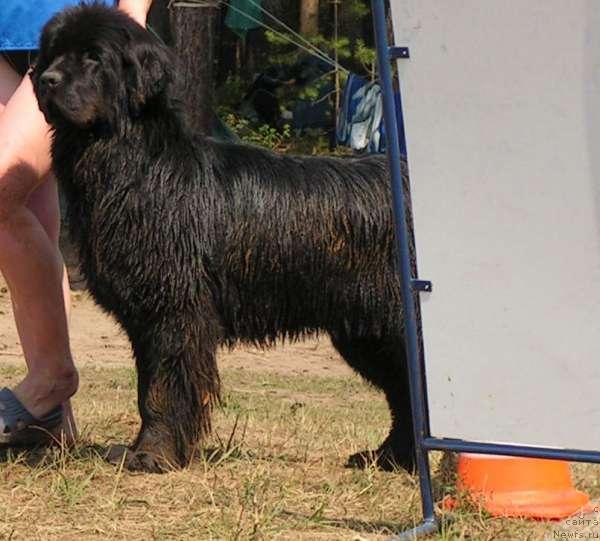 Фото: ньюфаундленд CHelzis Vyeyn iz Medvej'ego YAra (Челзис Вэйн из Медвежьего Яра)