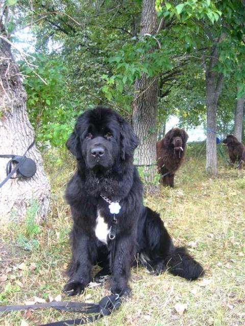 Фото: ньюфаундленд Super Bizon Antaliya (Супер Бизон Анталия), ньюфаундленд Newf Mermaid Denver