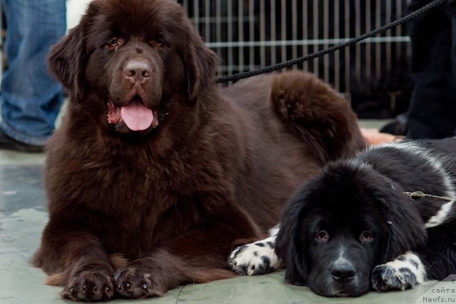 Фото: ньюфаундленд Oktjabrina s Berega Dona (Октябрина с Берега Дона), ньюфаундленд Armani Van Zebr Super Mishka