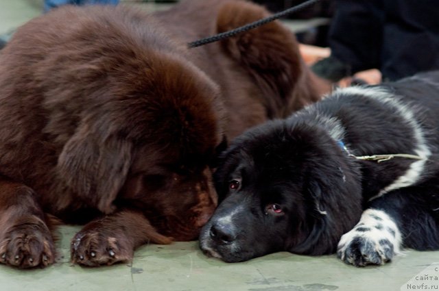 Фото: ньюфаундленд Oktjabrina s Berega Dona (Октябрина с Берега Дона), ньюфаундленд Armani Van Zebr Super Mishka