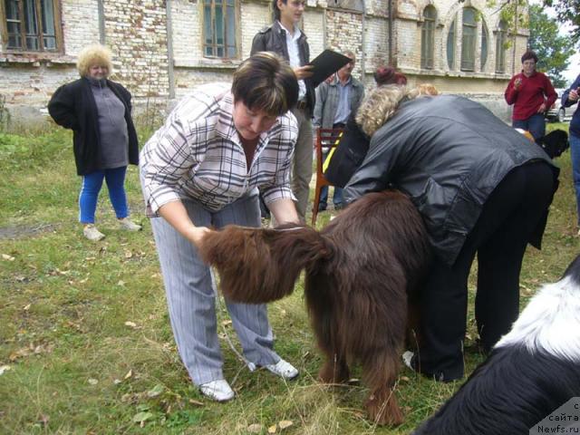 Фото: ньюфаундленд Super Premium Brabus (Супер Премиум Брабус)