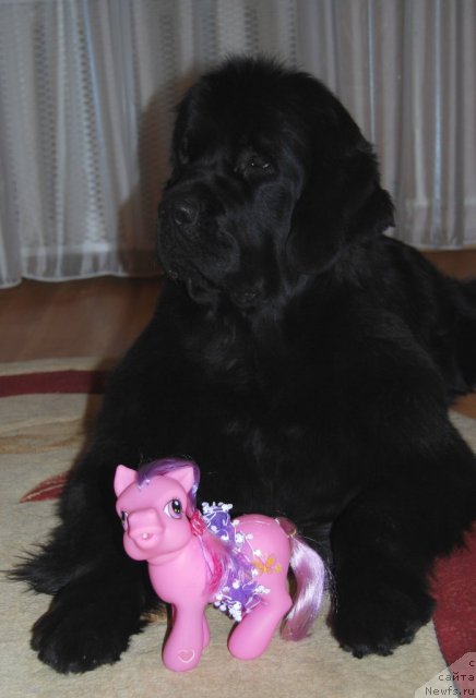 Фото: ньюфаундленд Formula Lyubvi ot Sibirskogo Medvedya (Формула Любви от Сибирского Медведя)