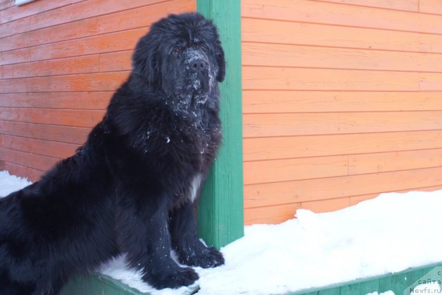 Фото: ньюфаундленд Aquatoriya Kelvin Lambordghini (Акватория Келвин Ламборджини)