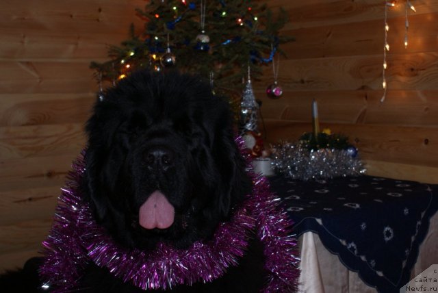 Фотография № 57439