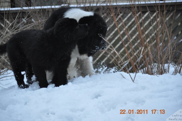Фото: ньюфаундленд Sazha s Berega Dona (Сажа с Берега Дона), ньюфаундленд Zidan Clark Zvezdnij Dar