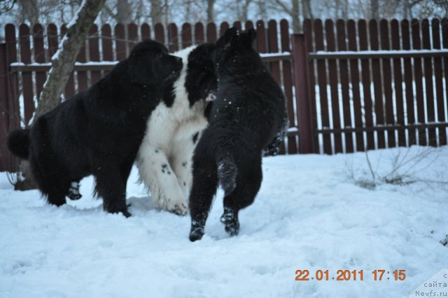 Фото: ньюфаундленд Zvezda Rostova s Berega Dona (Звезда Ростова с Берега Дона), ньюфаундленд Zidan Clark Zvezdnij Dar, ньюфаундленд Sazha s Berega Dona (Сажа с Берега Дона)