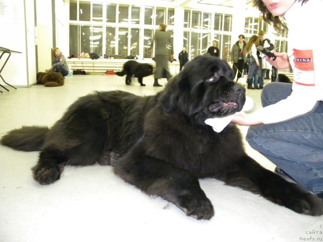 Фото: ньюфаундленд Aquatoriya Kelvin Kilimandzharo (Акватория Келвин Килиманджаро)