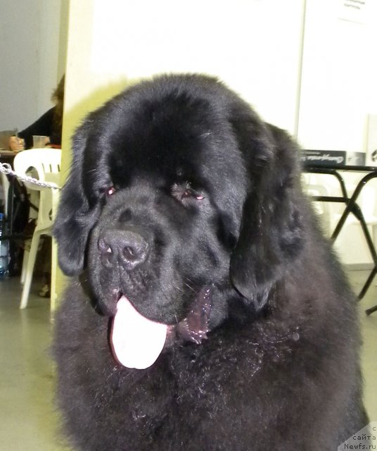 Фото: ньюфаундленд Aquatoriya Kelvin Kilimandzharo (Акватория Келвин Килиманджаро)