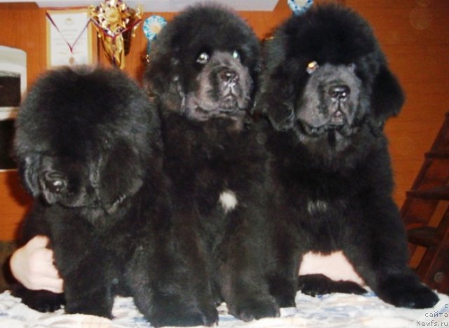 Фото: ньюфаундленд N'yufort Bestseller (Ньюфорт Бестселлер), ньюфаундленд N'yufort Bay'yu Tiana (Ньюфорт Бай'ю Тиана), ньюфаундленд N'yufort Blesk Domino (Ньюфорт Блеск Домино)