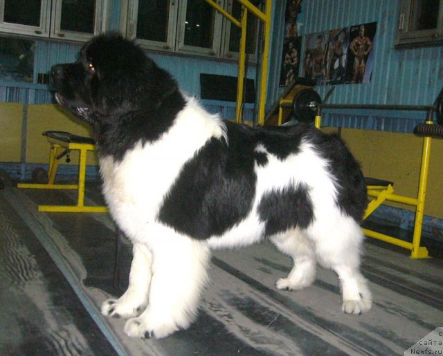 Фотография № 57454