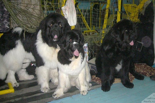 Фотография № 57458