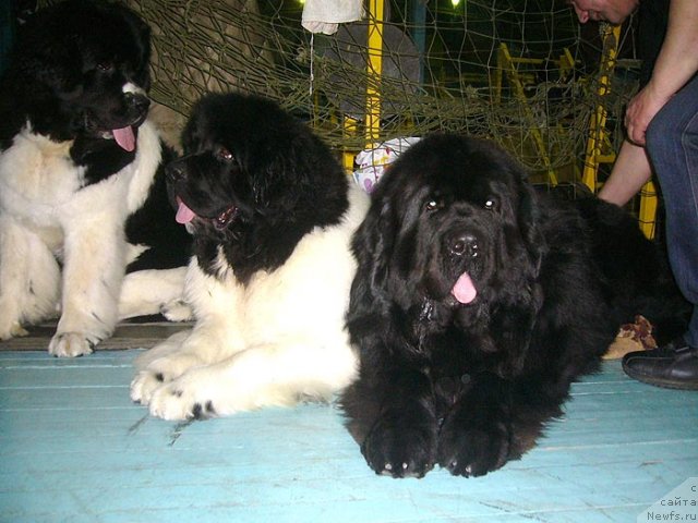 Фотография № 57463