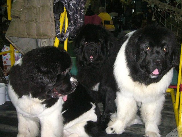 Фотография № 57466