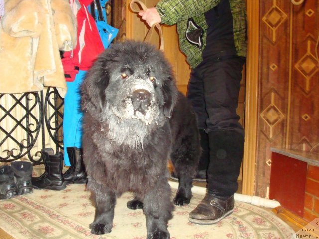 Фото: ньюфаундленд Ih Visochestvo Gloria Airis (Их Высочество Глория Айрис)
