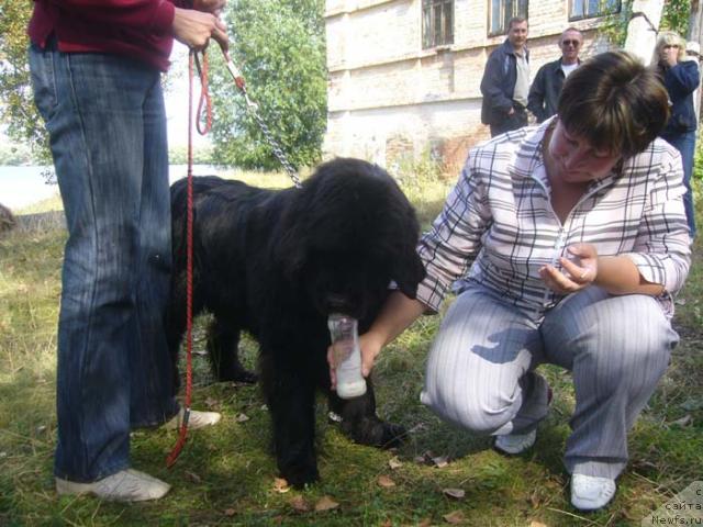 Фото: ньюфаундленд Super Premium Ave Mariya (Супер Премиум Аве Мария)