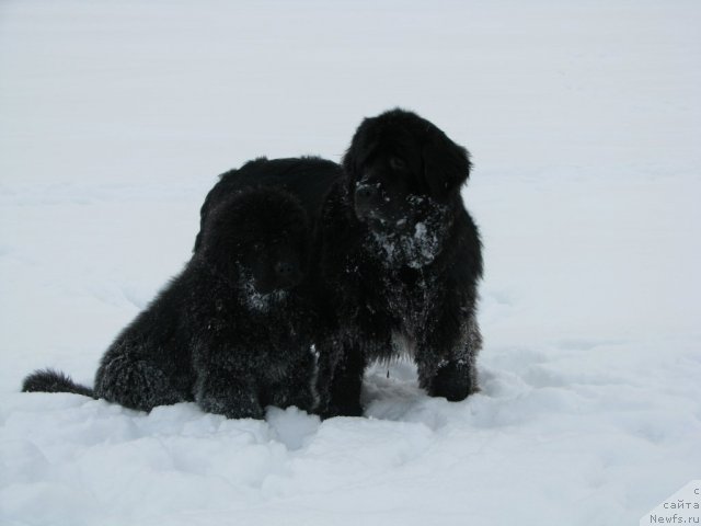 Фото: ньюфаундленд Smigar Jezella de lya Roze (Смигар Жезелла де ля Розе), ньюфаундленд Smigar Gordon Fellow (Смигар Гордон-Феллоу)
