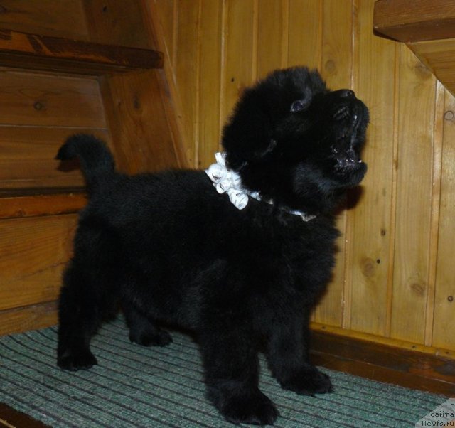 Фото: Пчёлкин дом Елизар (бежевая ленточка)