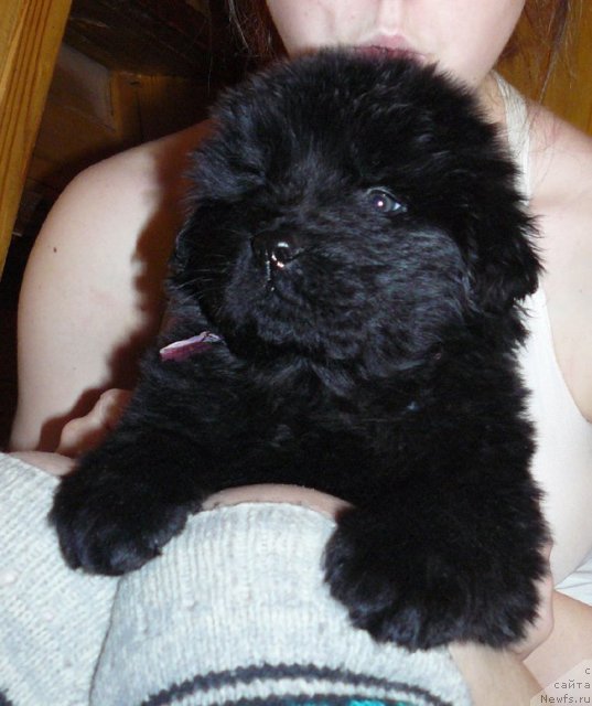 Фото: Пчёлкин Дом Евстафий (тёмная ленточка)